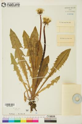 Taraxacum perattenuatum