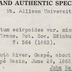 Equisetum scirpoides