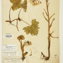 Petasites frigidus