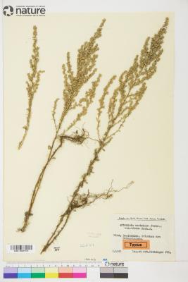 Artemisia repens