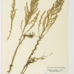 Artemisia repens