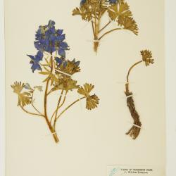 Delphinium glareosum