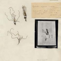 Equisetum scirpoides