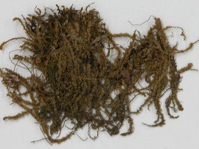 Plagiochila alaskana