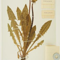 Taraxacum perattenuatum