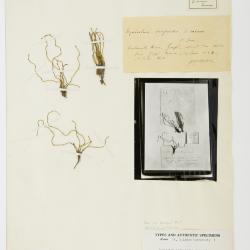 Equisetum scirpoides