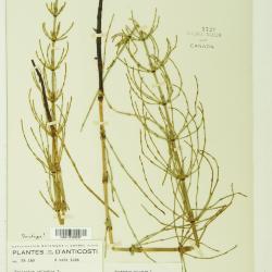 Equisetum palustre