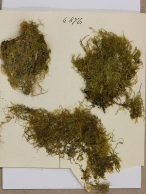 Pseudisothecium myosuroides