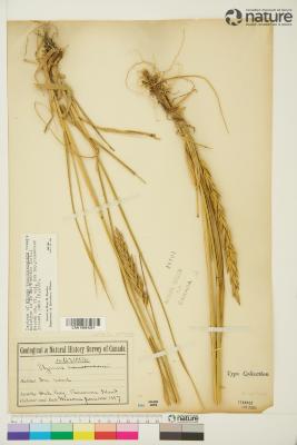 Leymus vancouverensis