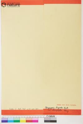 Heterotheca stenophylla