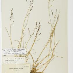 Puccinellia vaginata