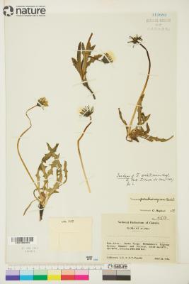 Taraxacum F.H.Wigg.