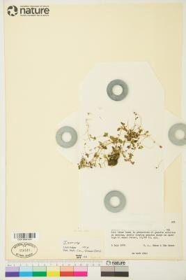 Erythranthe gemmipara