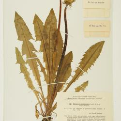 Taraxacum perattenuatum