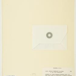 Erythranthe gemmipara