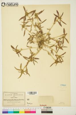 Argythamnia P.Browne