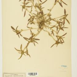 Argythamnia P.Browne