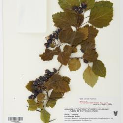 Crataegus atrovirens