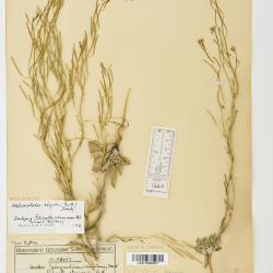 Braya Sternb. & Hoppe