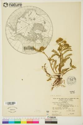 Achillea millefolium
