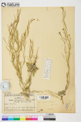 Braya Sternb. & Hoppe