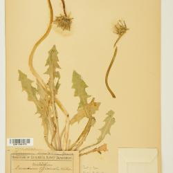 Taraxacum ceratophorum