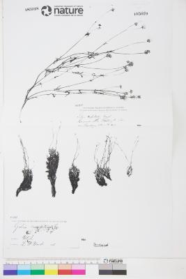 Aliciella caespitosa