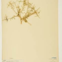 Rhinotropis intermontana