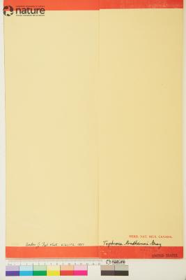 Tephrosia lindheimeri