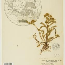 Achillea millefolium