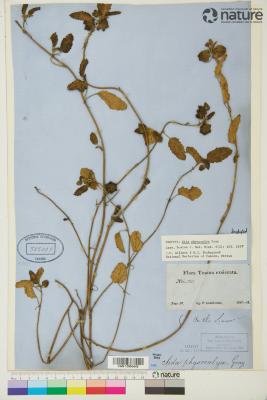 Rhynchosida physocalyx