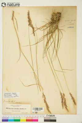 Calamagrostis tacomensis