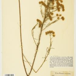 Brickellia leptophylla