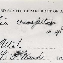 Aliciella caespitosa