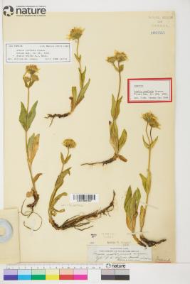 Arnica L.