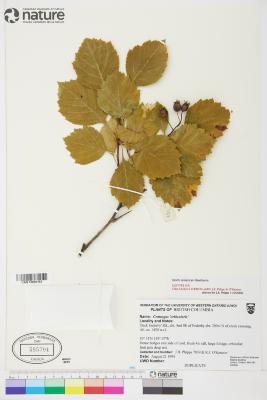 Crataegus orbicularis