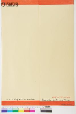 Calochortus pulchellus