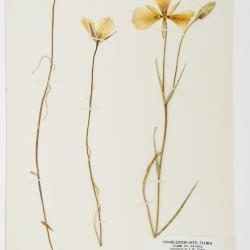 Calochortus pulchellus