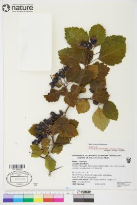 Crataegus atrovirens