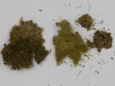 Drepanolejeunea canceroides