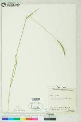 Elyhordeum chatangense