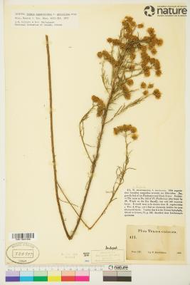 Brickellia leptophylla