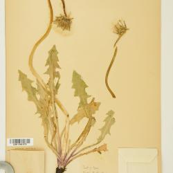 Taraxacum ceratophorum