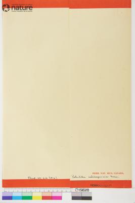 Potentilla pulchella