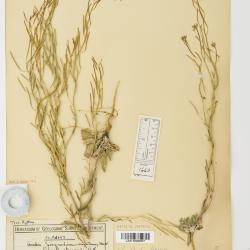 Braya Sternb. & Hoppe