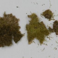 Drepanolejeunea canceroides