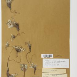 Potentilla pulchella