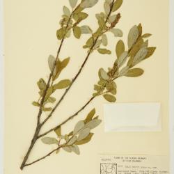 Salix raupii