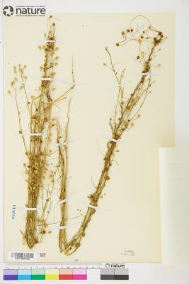Cuscuta epilinum