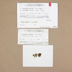 Drepanolejeunea canceroides